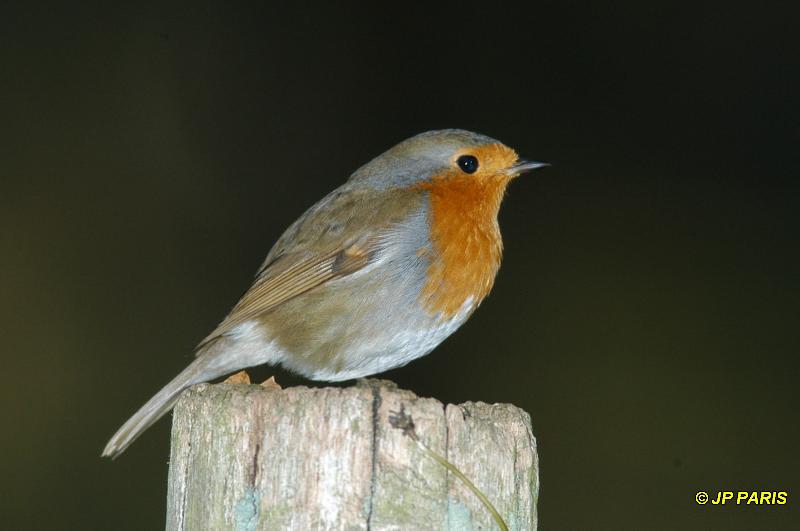 Erithacus rubecula